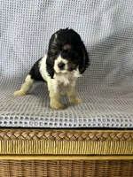 Macy, a female Cocker Spaniel for sale in Godwin, NC – 3 of 10