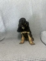 Harley, a  Cocker Spaniel for sale in Godwin, NC – 6 of 8