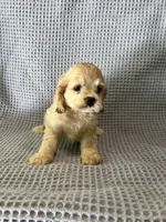 Buffy, a female Cocker Spaniel for sale in Godwin, NC – 2 of 9