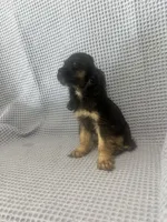 Harley, a  Cocker Spaniel for sale in Godwin, NC – 4 of 8