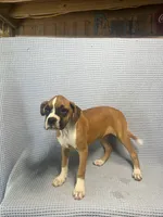 Reiley, a female Boxer for sale in Godwin, NC – 6 of 10