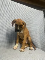 Roman, a male Boxer for sale in Godwin, NC – 2 of 10