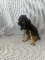 Harley, a  Cocker Spaniel for sale in Godwin, NC – 3 of 8