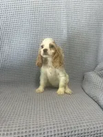 Cheyenne, a  Cocker Spaniel for sale in Godwin, NC – 7 of 9