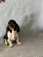 Gabe, a male Miniature Dachshund for sale in Godwin, NC – 8 of 10