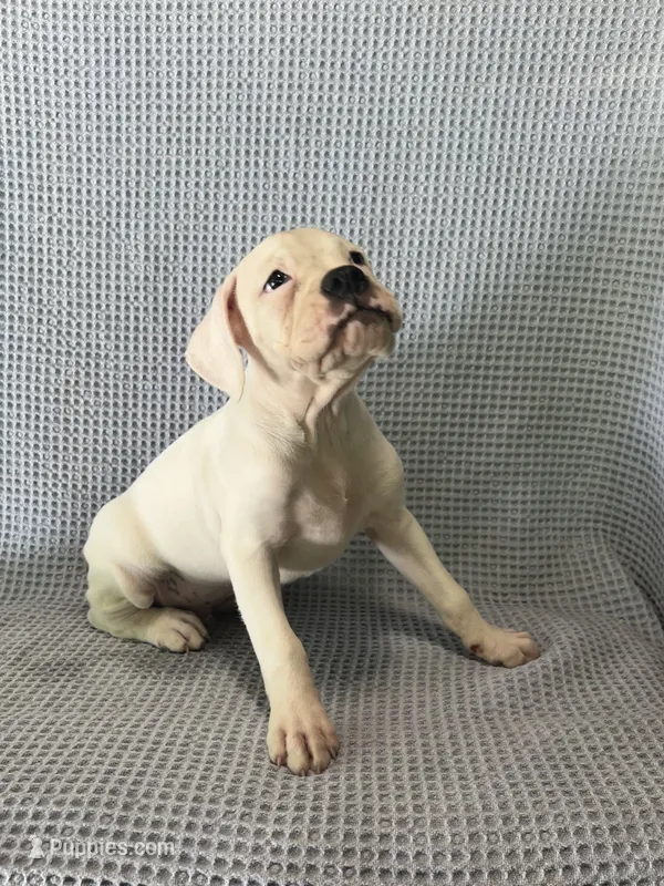 Dirk – Boxer puppy for sale in Godwin, NC