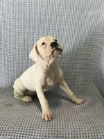 Dirk, a male Boxer for sale in Godwin, NC – 1 of 10
