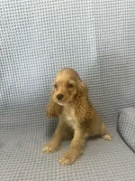 Siler, a  Cocker Spaniel for sale in Godwin, NC – 4 of 10