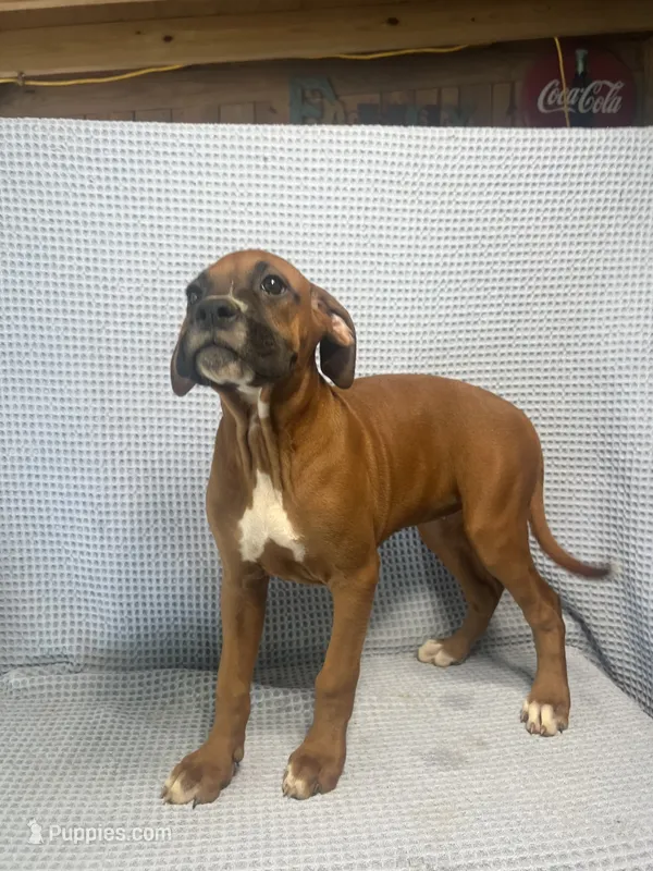 Reagan – Boxer puppy for sale in Godwin, NC