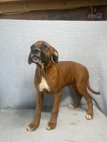 Reagan, a female Boxer for sale in Godwin, NC – 1 of 10
