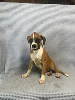 Reiley, a female Boxer for sale in Godwin, NC – 5 of 10