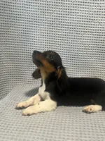 Gabby, a female Miniature Dachshund for sale in Godwin, NC – 9 of 10
