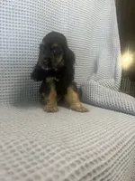 Harley, a  Cocker Spaniel for sale in Godwin, NC – 2 of 8
