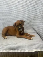 Reagan, a female Boxer for sale in Godwin, NC – 6 of 10