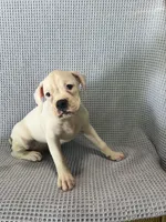 Dirk, a male Boxer for sale in Godwin, NC – 2 of 10