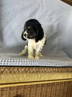 Macy, a female Cocker Spaniel for sale in Godwin, NC – 7 of 10