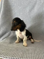 Gabe, a male Miniature Dachshund for sale in Godwin, NC – 9 of 10