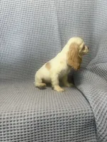 Cheyenne, a  Cocker Spaniel for sale in Godwin, NC – 5 of 9