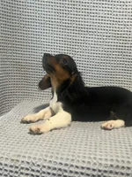 Gabby, a female Miniature Dachshund for sale in Godwin, NC – 5 of 10