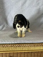 Macy, a female Cocker Spaniel for sale in Godwin, NC – 5 of 10