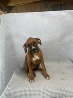Reagan, a female Boxer for sale in Godwin, NC – 7 of 10