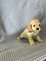 Buffy, a female Cocker Spaniel for sale in Godwin, NC – 9 of 9