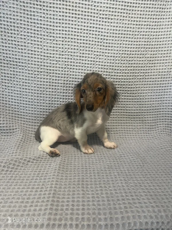 Darcy – Miniature Dachshund puppy for sale in Godwin, NC