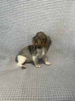 Darcy, a female Miniature Dachshund for sale in Godwin, NC – 1 of 10