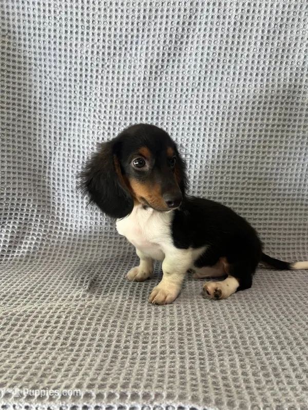 Gabe – Miniature Dachshund puppy for sale in Godwin, NC