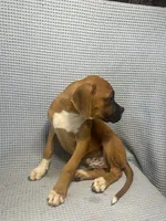 Roman, a male Boxer for sale in Godwin, NC – 6 of 10