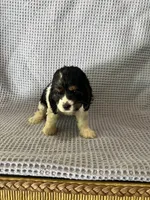 Macy, a female Cocker Spaniel for sale in Godwin, NC – 10 of 10