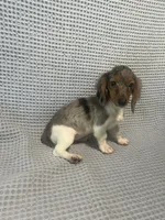 Darcy, a female Miniature Dachshund for sale in Godwin, NC – 3 of 10