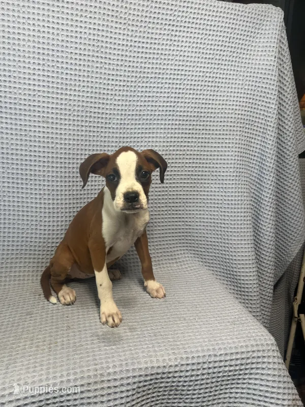 Rosie – Boxer puppy for sale in Godwin, NC
