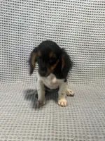 Gabby, a female Miniature Dachshund for sale in Godwin, NC – 8 of 10