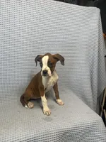 Rosie, a female Boxer for sale in Godwin, NC – 2 of 10