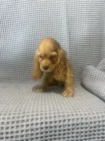Siler, a  Cocker Spaniel for sale in Godwin, NC – 2 of 10