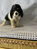 Macy, a female Cocker Spaniel for sale in Godwin, NC – 8 of 10