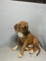 Roman, a male Boxer for sale in Godwin, NC – 8 of 10