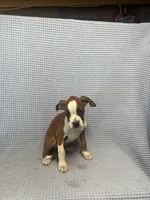 Rosie, a female Boxer for sale in Godwin, NC – 6 of 10