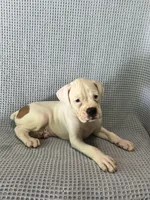 Dirk, a male Boxer for sale in Godwin, NC – 6 of 10