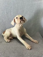 Dirk, a male Boxer for sale in Godwin, NC – 3 of 10