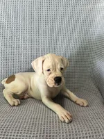 Dirk, a male Boxer for sale in Godwin, NC – 9 of 10