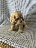 Buffy, a female Cocker Spaniel for sale in Godwin, NC – 8 of 9
