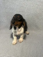 Gabby, a female Miniature Dachshund for sale in Godwin, NC – 7 of 10