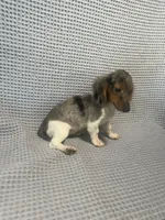 Darcy, a female Miniature Dachshund for sale in Godwin, NC – 8 of 10