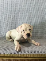Dirk, a male Boxer for sale in Godwin, NC – 5 of 10