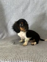 Gabe, a male Miniature Dachshund for sale in Godwin, NC – 3 of 10