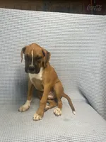 Roman, a male Boxer for sale in Godwin, NC – 4 of 10