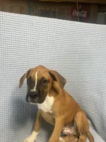 Roman, a male Boxer for sale in Godwin, NC – 9 of 10
