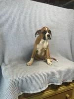 Reiley, a female Boxer for sale in Godwin, NC – 4 of 10